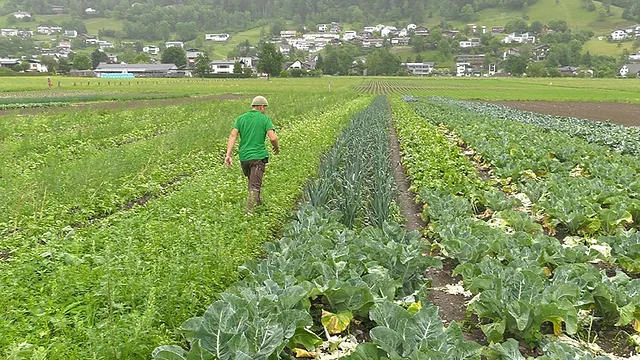 Mitarbeiter auf Feld vom Biohofladen in Ludesch, Vorarlberg